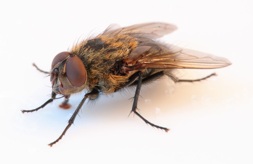 La generación espontánea se aplicaba a insectos (como la mosca de la imagen).